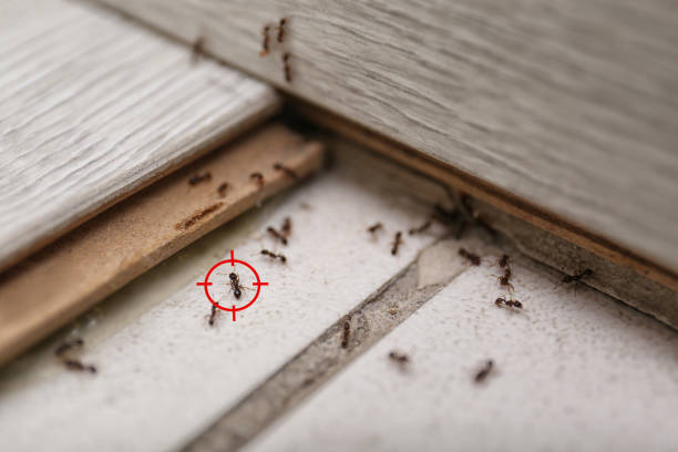 Best Local Pest Control Services  in Atlantic City, NJ